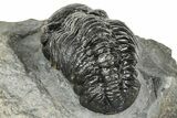 Detailed Austerops Trilobite - Ofaten, Morocco #327544-3